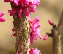 Cercis chinensis 'Avondale'  bloesem