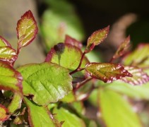 Parrotia persica 'Vanessa' 