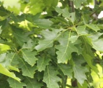 Quercus rubra