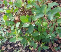 winterbloeiende lonicera