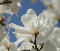 Magnolia loebneri 'Merrill'