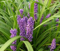 Mooie bloemen in het Leliegras 'Royal Purple' zorgen voor een kleurrijke bodembedekker 