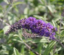 Buddleja Adonis Blue