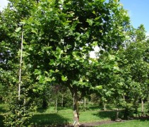 Platanus hispanica , franse knotvorm