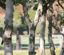 Stevige en solide meerstammen worden geselecteerd want alleen het beste is natuurlijk goed genoeg voor uw (b)engeltjes!