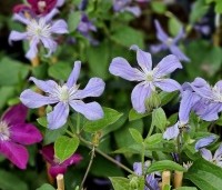 Clematis 'Arabella' - Bosrank 'Arabella' - 1