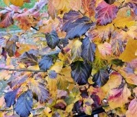 Parrotia persica 'Cherry Tips' - Perzisch IJzerhout 'Cherry Tips' - 7