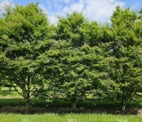 Fagus sylvatica 'Rotundifolia' - Rondbladige dwergbeuk - 8