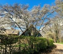 amelanchier lamarckii