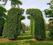 Carpinus betulus bogen XXL