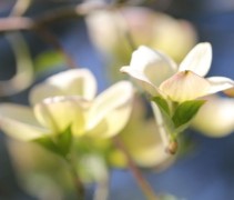 Cornus Eddie's White Wonder