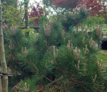 Grillige groeiwijze Pinus thunbergii 'Maijima'