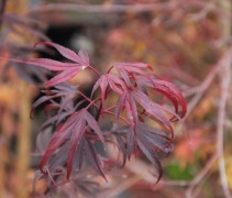 Japanse Esdoorn 'Shaina' bladeren in de nazomer