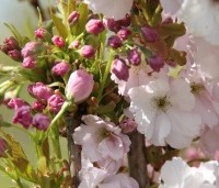 Prunus serrulata 'Amanogawa' - Japanse Sierkers - 5