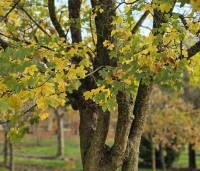 Acer campestre - Veldesdoorn - 2