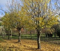 Acer campestre - Veldesdoorn - ruige kronen op deze meerstammige hoogstammen. herfst