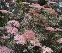 Sambucus nigra 'Black Lace' - Gewone vlier 'Black Lace' - 1
