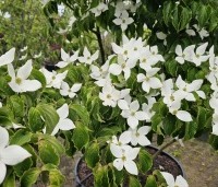 Cornus kousa - Japanse grootbloemige Kornoelje - 1