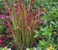 Imperata cylindrica 'Red Baron' - bloedgras - combinatie met eenjarige planten