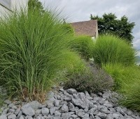 Miscanthus sinensis 'Gracillimus'	 - Prachtriet 'Gracillimus'	 - 1