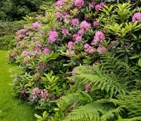 Rhododendron ponticum - Wilde rhododendron - 1