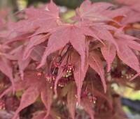 Acer palmatum 'Fireglow' - Japanse Esdoorn 'Fireglow' - 1