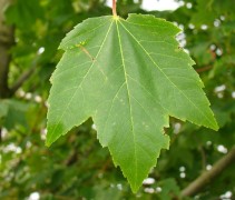 Acer rubrum groen blad met rood steeltje