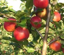 Appelboom 'Santana' hoogstam