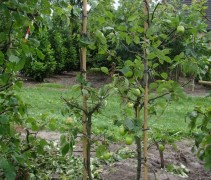 Malus domestica 'Groninger Kroon' 