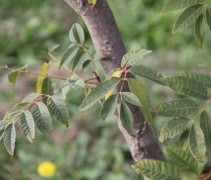 Toona sinensis zomerblad