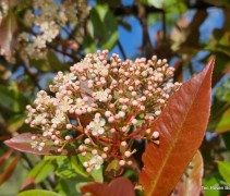 Photinia Red Robin bloei