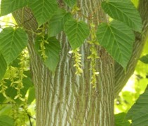 stam Acer rufinerve