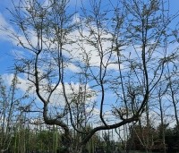 Nothofagus antartica - Schijnbeuk - 1