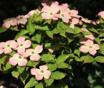 Cornus Stellar Pink