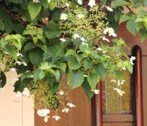 Hydrangea anomala petiolaris