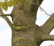 Noorse esdoorn Columnare detail stam en tak