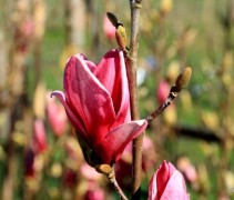 Magnolia 'Starburst'