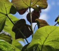 Catalpa erubescens 'Purpurea' - Purperkleurige trompetboom - 9