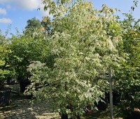 Acer negundo 'Flamingo' - Bonte Vederesdoorn - 1