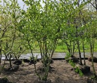Corylus avellana - Gewone hazelaar - 1