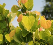 Cercis canadensis The Rising Sun