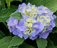 Hydrangea macrophylla Endless Summer Blauw - Bolhortensia - 1