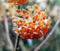 Edgeworthia 'Red Dragon'