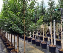 Prunus lusitanica 'Brenelia'