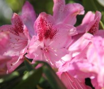 Rododendron Cosmopolitan bloemen zijn te herkennen aan de 'wijnvlekjes' op de bloemen
