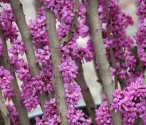 Cercis 'Avondale'