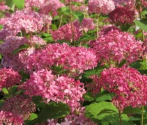 Hydrangea arb Invincibelle
