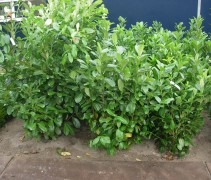 Prunus laur. ‘Rotundifolia’
