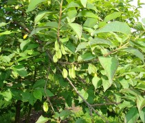Vrucht Halesia carolina