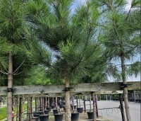 Pinus pinaster - Zeeden - 1